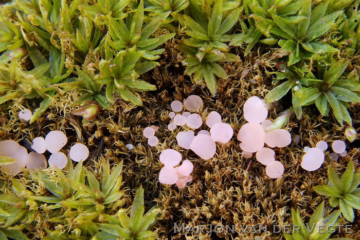 Roze grondschijfje - Roseodiscus formosus