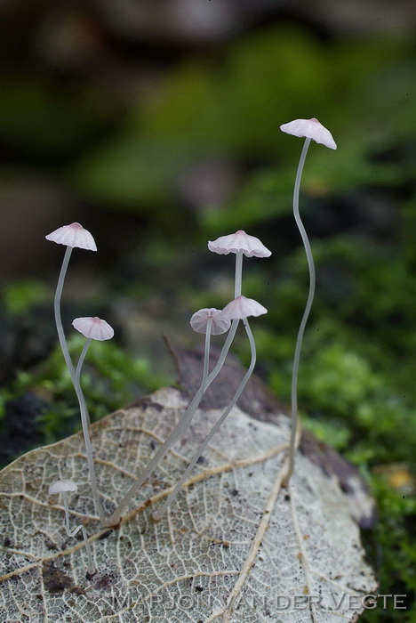 Roze peutermycena - Mycena smithiana