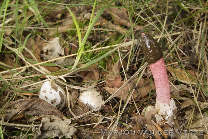 Roze stinkzwam - Mutinus ravenelii