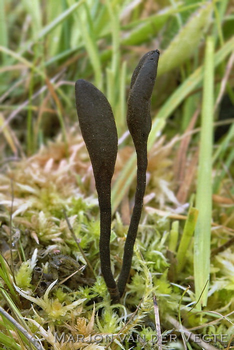 Ruige aardtong - Trichoglossum hirsutum