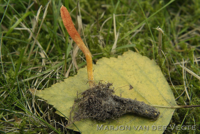 Rupsendoder - Cordyceps militaris