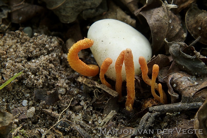 Rupsendoder - Cordyceps militaris