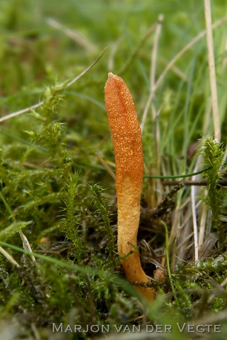 Rupsendoder - Cordyceps militaris