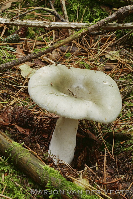 Groene berkenrussula - Russula aeruginea