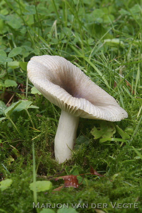 Scherpe kamrussula - Russula amoenolens