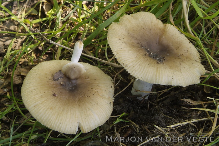 Scherpe kamrussula - Russula amoenolens