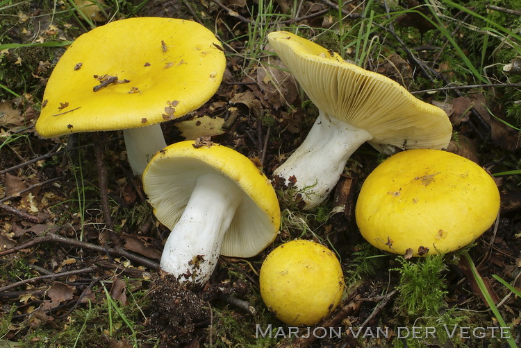 Gele berkenrussula - Russula claroflava