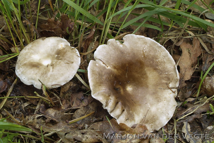 Fijnplaatrussula - Russula densifolia