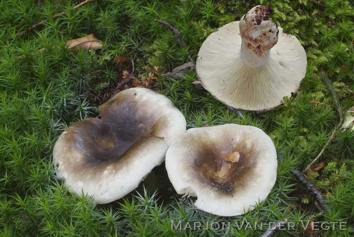 Fijnplaatrussula - Russula densifolia