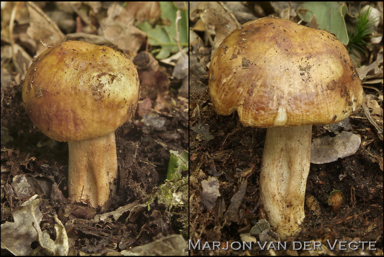 Spikkelsneerussula - Russula illota