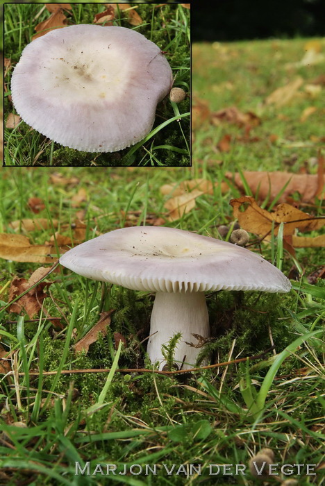 Violetgroene russula - Russula ionochlora