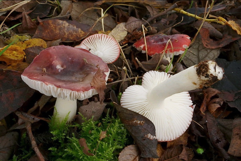 Geurige wilgenrussula - Russula laccata