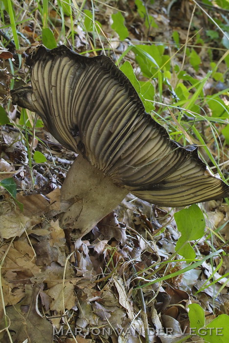 Grofplaatrussula - Russula nigricans