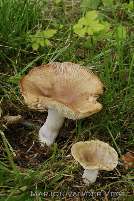 Onsmakelijke kamrussula - Russula recondita