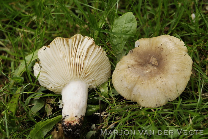 Onsmakelijke kamrussula - Russula recondita