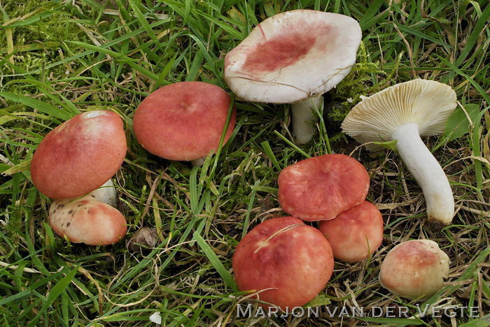 Geelvlekkende russula - Russula luteotacta