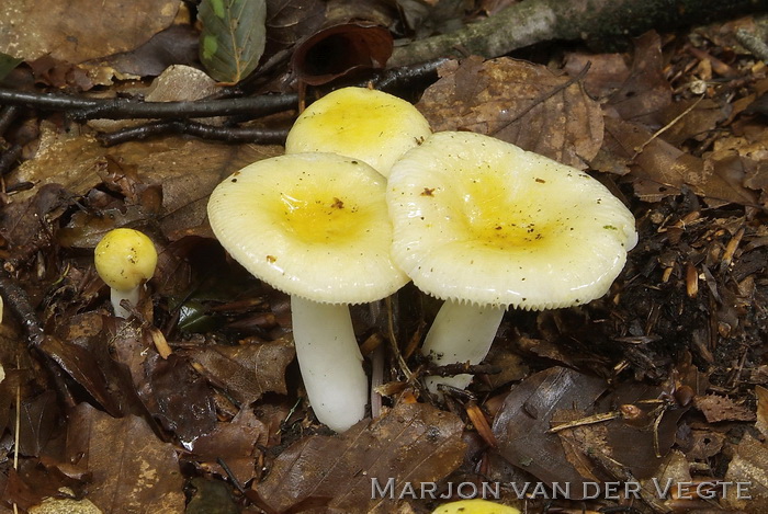 Zonnerussula - Russula solaris