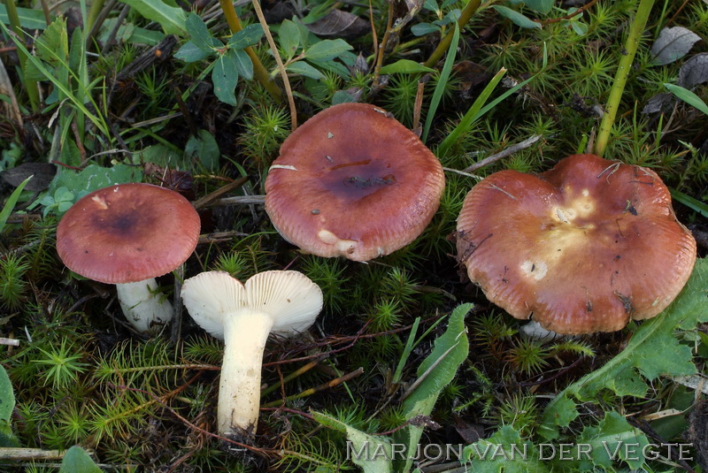 Wilgenrussula - Russula subrubens