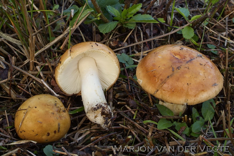 Wilgenrussula - Russula subrubens