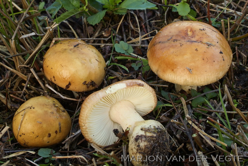 Wilgenrussula - Russula subrubens