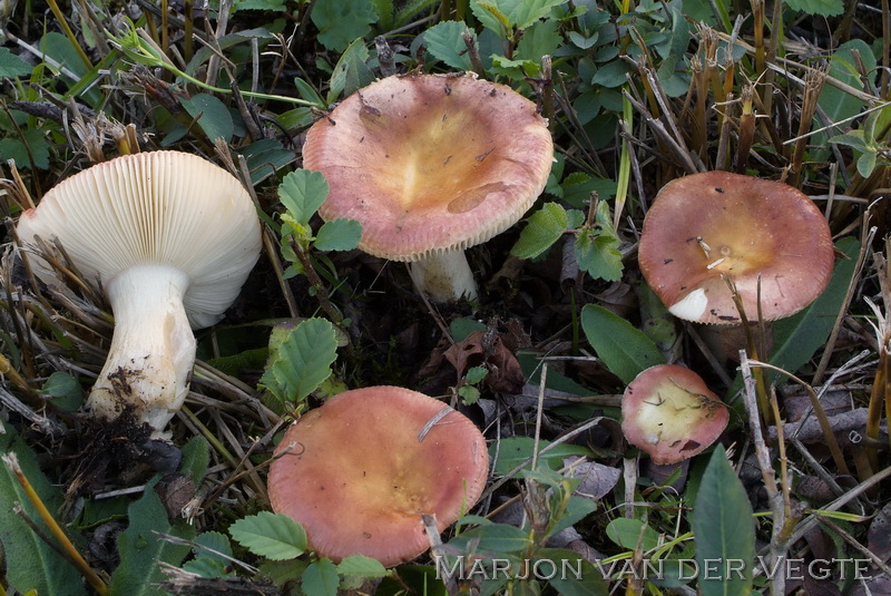 Wilgenrussula - Russula subrubens