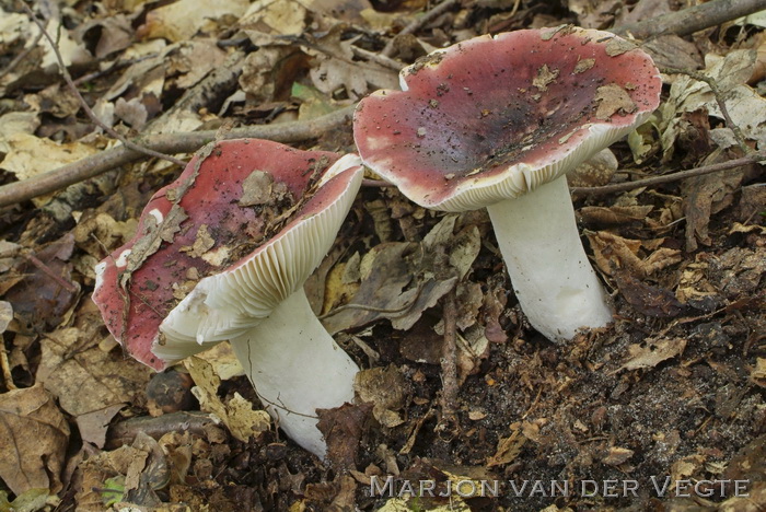 Zwartpurperen russula - Russula undulata