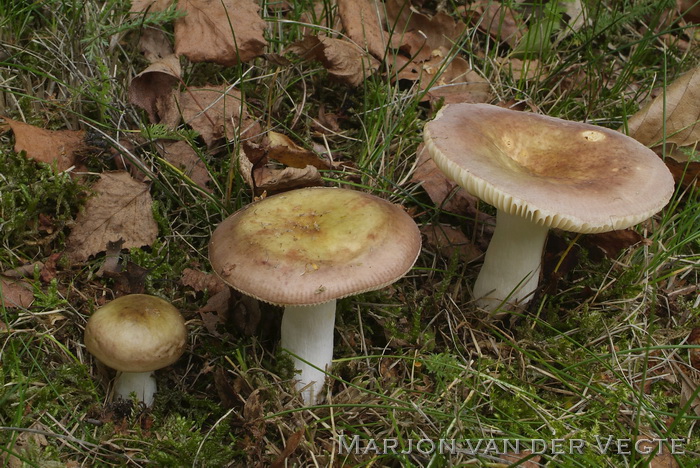 Bonte berkenrussula - Russula versicolor