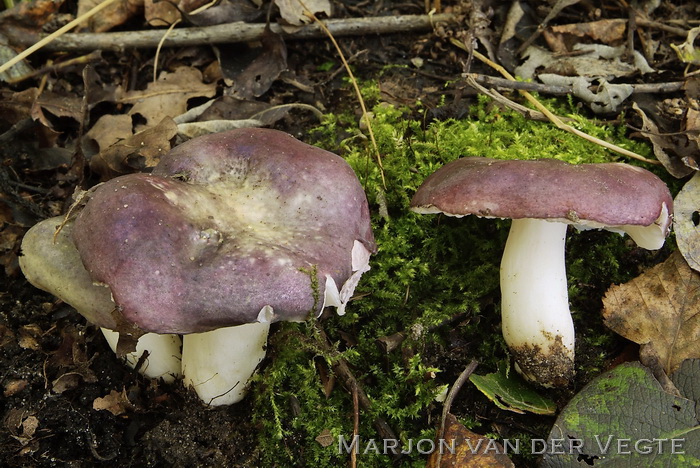 Duifrussula - Russula grisea