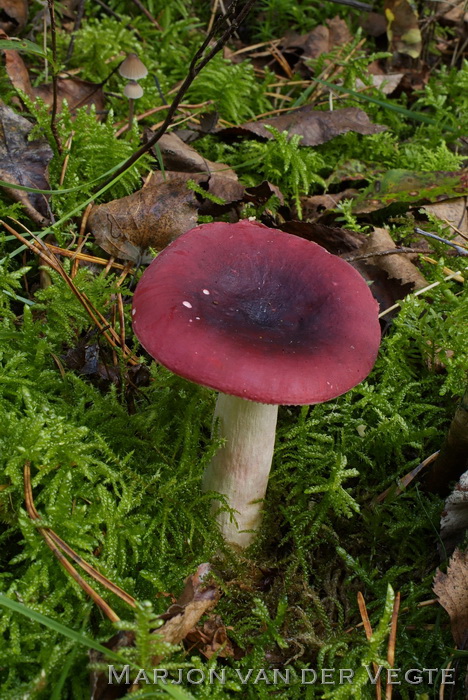 Roodvoetrussula - Russula xerampelina