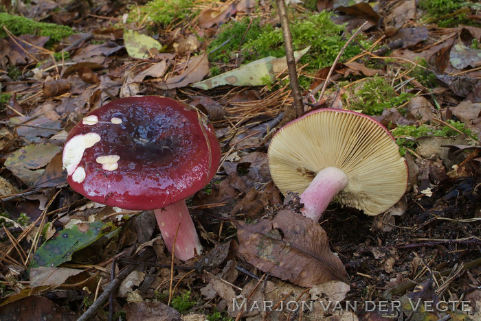 Roodvoetrussula - Russula xerampelina