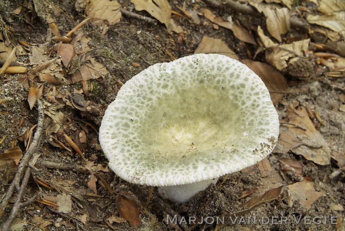 Ruwe russula - Russula virescens