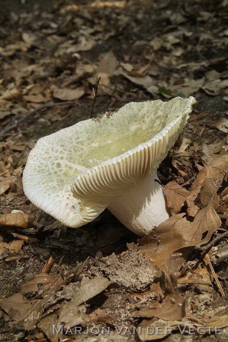 Ruwe russula - Russula virescens