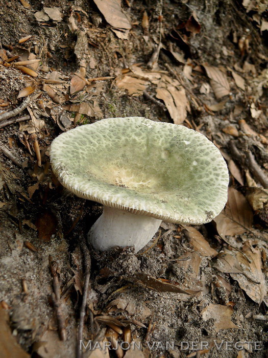 Ruwe russula - Russula virescens