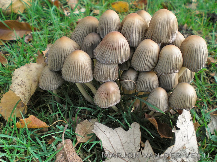 Bundelinktzwam - Coprinellus hiascens