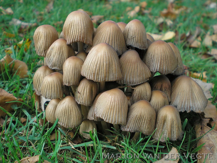 Bundelinktzwam - Coprinellus hiascens