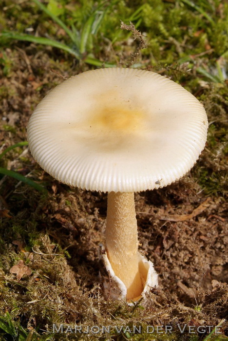 Saffraanamaniet - Amanita crocea