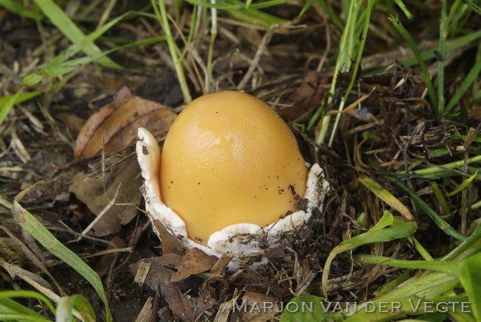 Saffraanamaniet - Amanita crocea