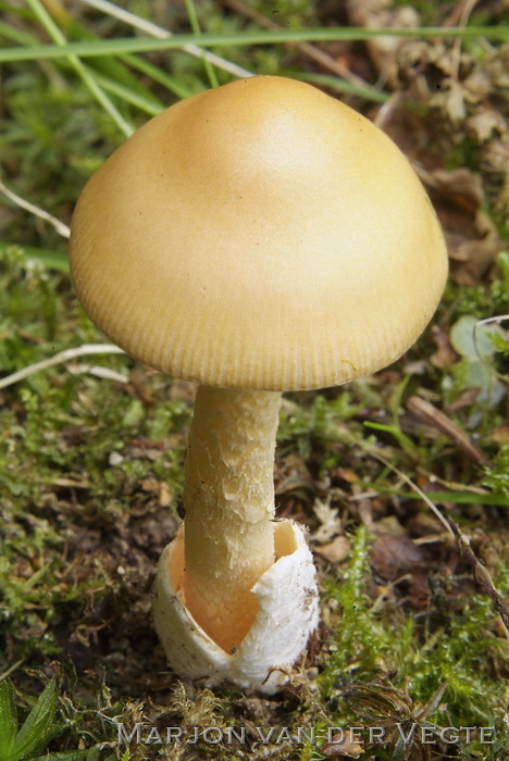 Saffraanamaniet - Amanita crocea