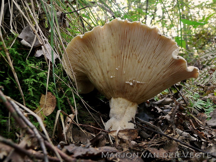 Schaapje - Lactifluus vellereus