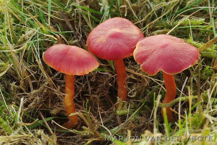 Scharlaken wasplaat - Hygrocybe coccinea