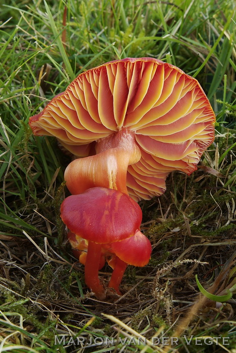 Scharlaken wasplaat - Hygrocybe coccinea