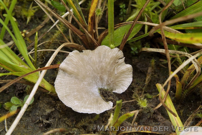 Schelptrechtertje - Omphalina acerosa