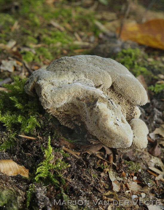 Scherpe stekelzwam - Hydnellum compactum