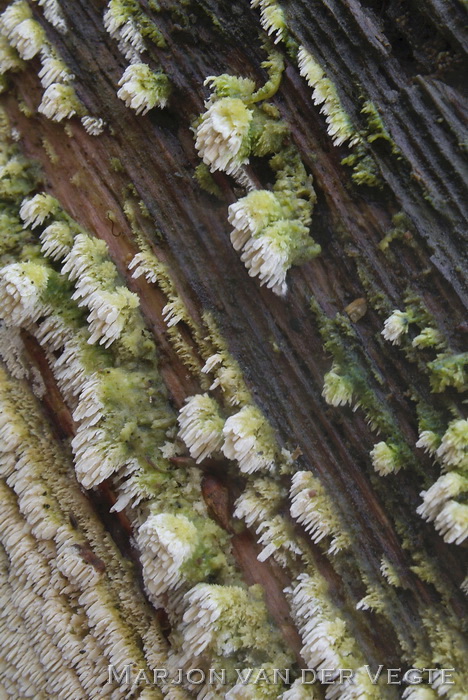 Witte tandzwam - Schizopora paradoxa