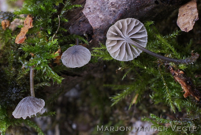 Blauwgrijze schorsmycena - Mycena pseudocorticola