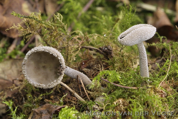 Schotelkluifzwam - Helvella macropus