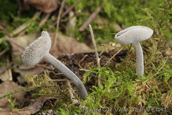 Schotelkluifzwam - Helvella macropus