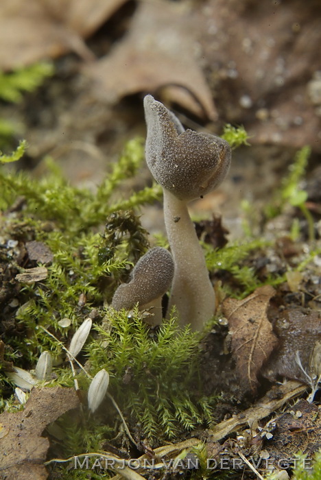 Gladstelige schotelkluifzwam - Helvella fibrosa