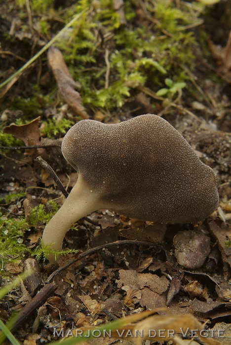 Gladstelige schotelkluifzwam - Helvella fibrosa