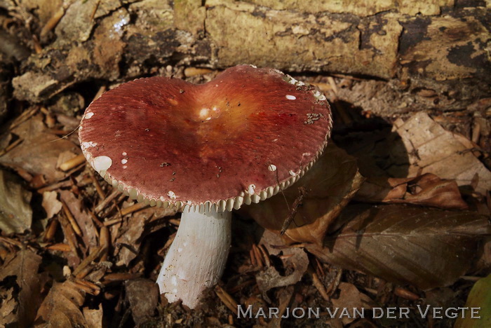 Schotelrussula - Russula velenovskyi